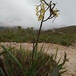 Epidendrum pittieri ശീലം