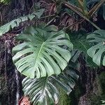 Monstera deliciosa Leaf