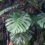 Monstera deliciosa Liść