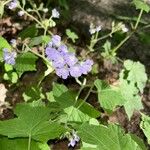 Hydrophyllum appendiculatum Fiore