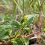 Eleutheranthera ruderalis Floare