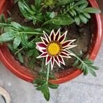 Gazania linearis Цветок