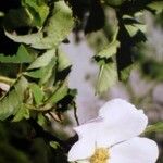 Rosa montana Blomst
