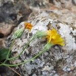 Hieracium laniferum Fula