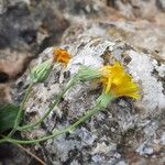 Hieracium laniferum Fiore