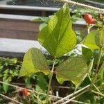 Phaseolus coccineus Leaf