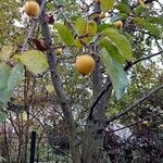 Malus hupehensis Hábitos