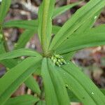 Polygonatum verticillatum List