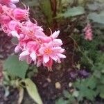 Neillia affinis Fleur