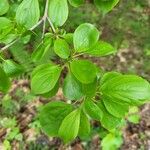 Rhamnus cathartica Hoja