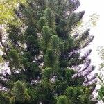 Araucaria cunninghamii Hábitos