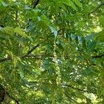 Pterocarya fraxinifolia花