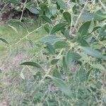 Maytenus boaria Hoja