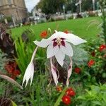 Gladiolus murielae Kvet