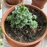 Echeveria derenbergiiЛист