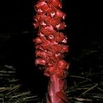 Sarcodes sanguinea Flower