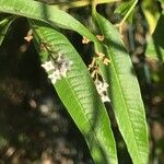 Aloysia citrodora ഇല