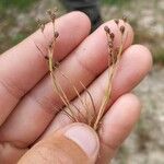 Juncus tenageia Frucht