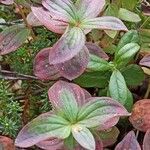 Cornus suecicaBlatt