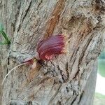 Crescentia alata Flor