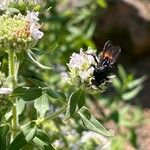 Pycnanthemum verticillatum Flower