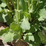 Doronicum grandiflorum Blad