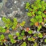 Empetrum nigrum Leaf