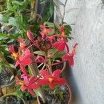 Epidendrum ibaguense Virág