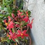 Epidendrum ibaguense Kvet