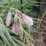 Gladiolus papilio Blodyn