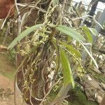 Rhipidoglossum pulchellum Habit