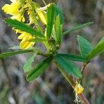 Melilotus altissimus Leaf