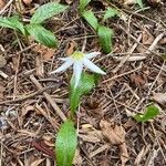 Erythronium oregonum പുഷ്പം