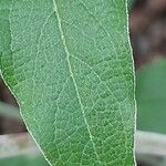 Salvia discolor Feuille