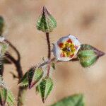 Trichodesma africanum Flower