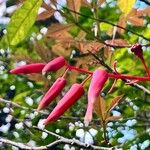 Quassia amara Flor