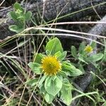 Borrichia frutescens Leaf