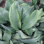 Aspidistra elatior Feuille