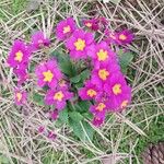 Primula vialii Blomma