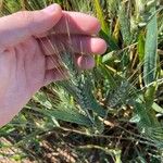 Triticum turgidum Hoja