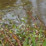 Ludwigia erecta Bark