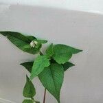 Persicaria nepalensis 花
