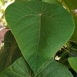 Macaranga indica Hoja