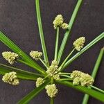 Cyperus luzulae Virág