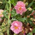 Helianthemum nummularium Habit