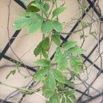 Solanum seaforthianum 葉