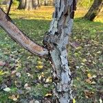 Betula davurica Bark