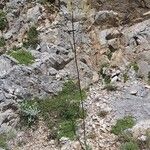 Verbascum nobile Hábito