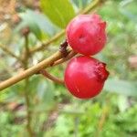 Vaccinium corymbosum Плод