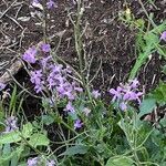 Hesperis laciniata Flower